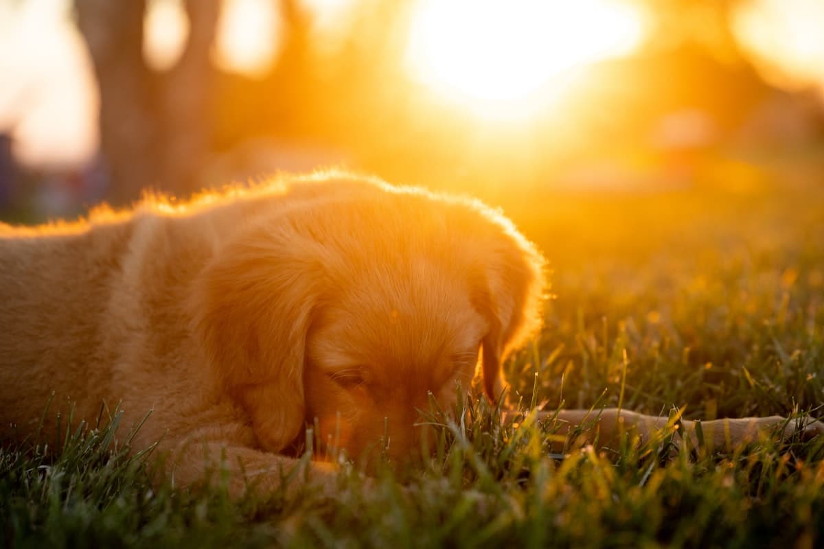 Best Dog Breeds for First-Time Owners: A Complete Guide