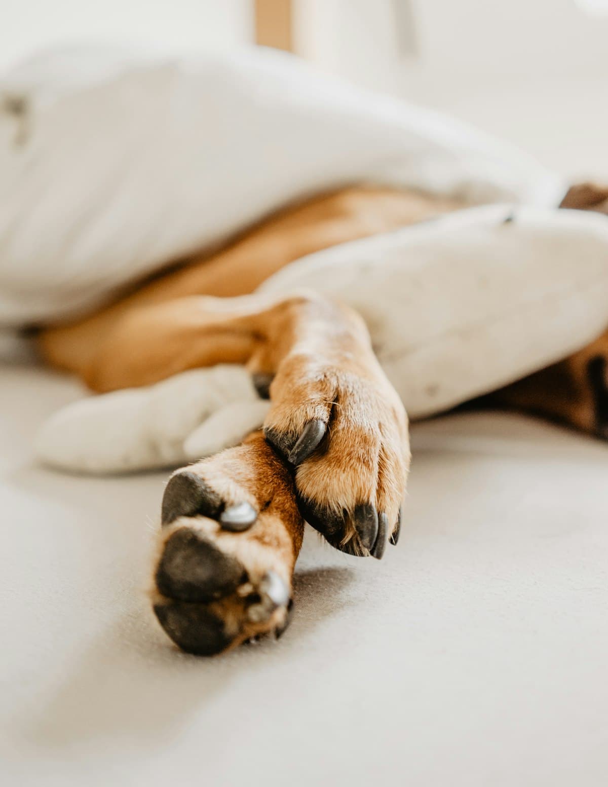 How to Trim Your Dog's Nails at Home: A Safe Step-by-Step Guide